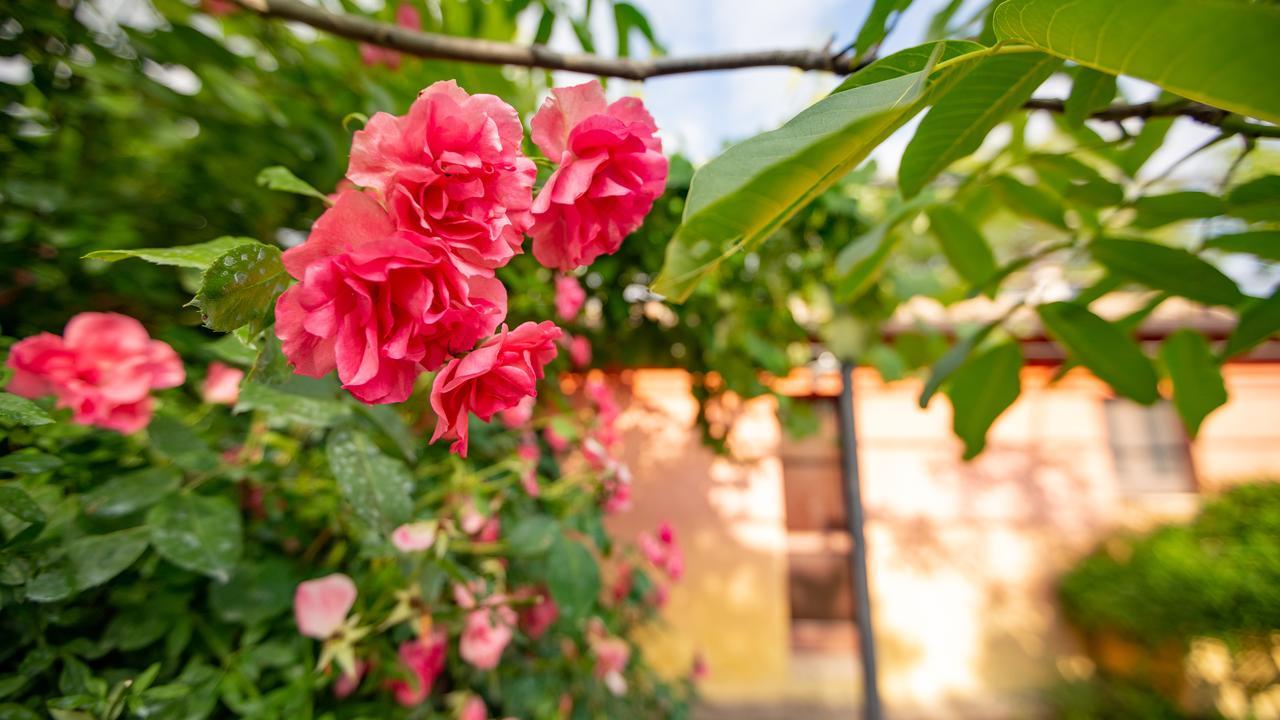Casa Rosa Guest House Santa Maria Lignano Екстериор снимка